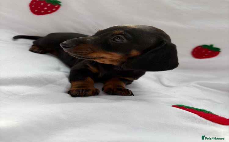 Miniature Dachshund dogs in Leicester - Advert 2