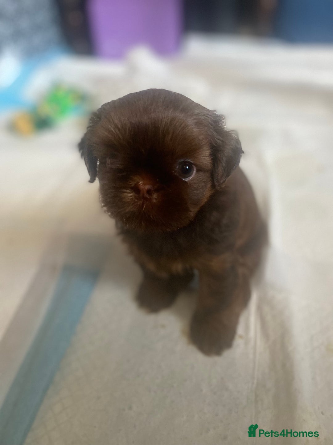 Shih Tzu dogs for sale: Lovely shih-tzu puppies for sale - Image 2