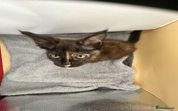 Maine Coon cats for sale: Xl mainecoon kittens full breed non reg  - Image 5