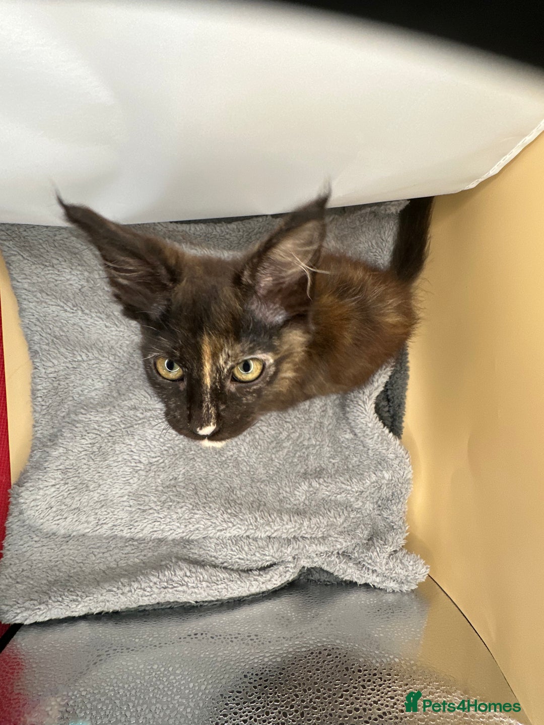 Maine Coon cats for sale: Xl mainecoon kittens full breed non reg  - Image 5