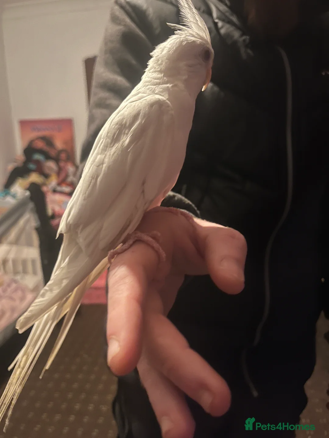 Cockatiels birds for sale: Hand tame cockatiels  - Advert 24