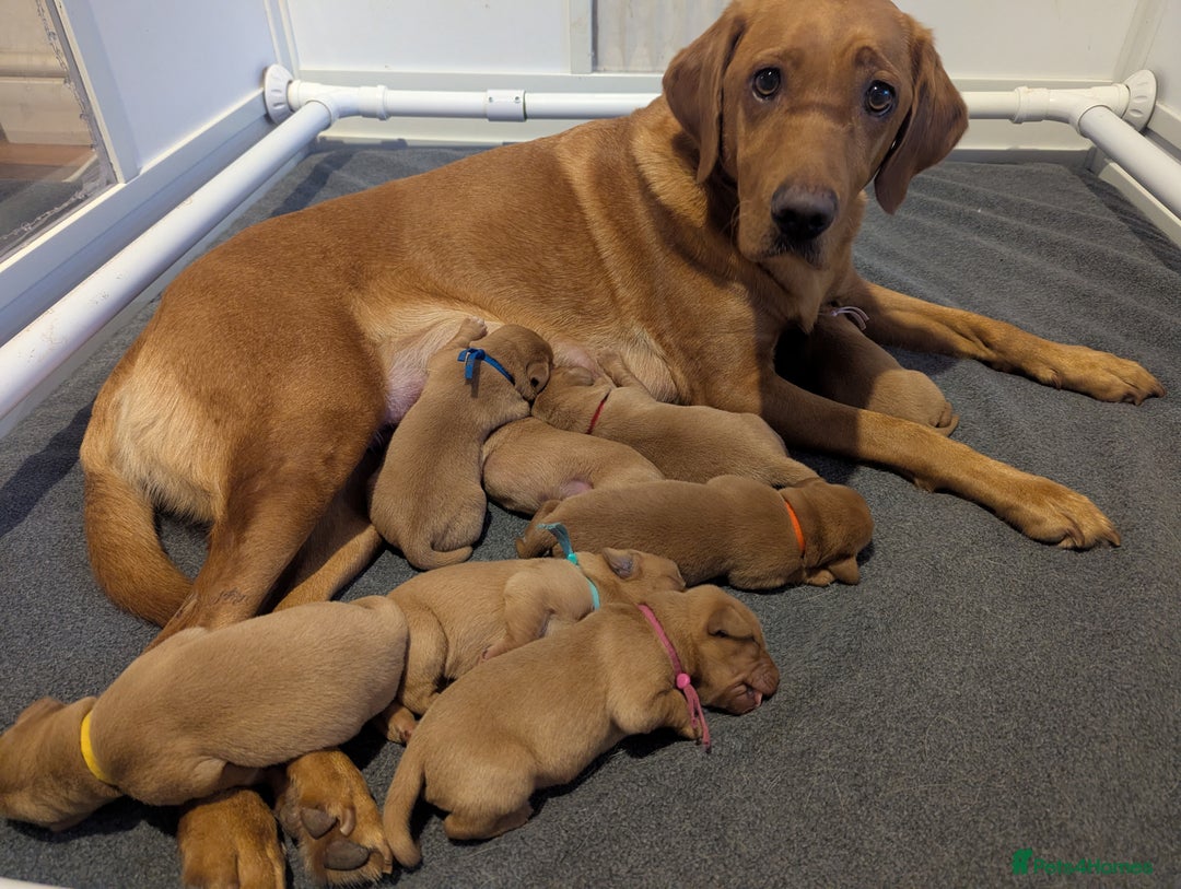 Labrador Retriever dogs for sale: Fox Red Working Labrador Retriever Puppies - Advert 14
