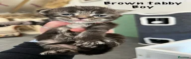 Maine Coon Kitten 4