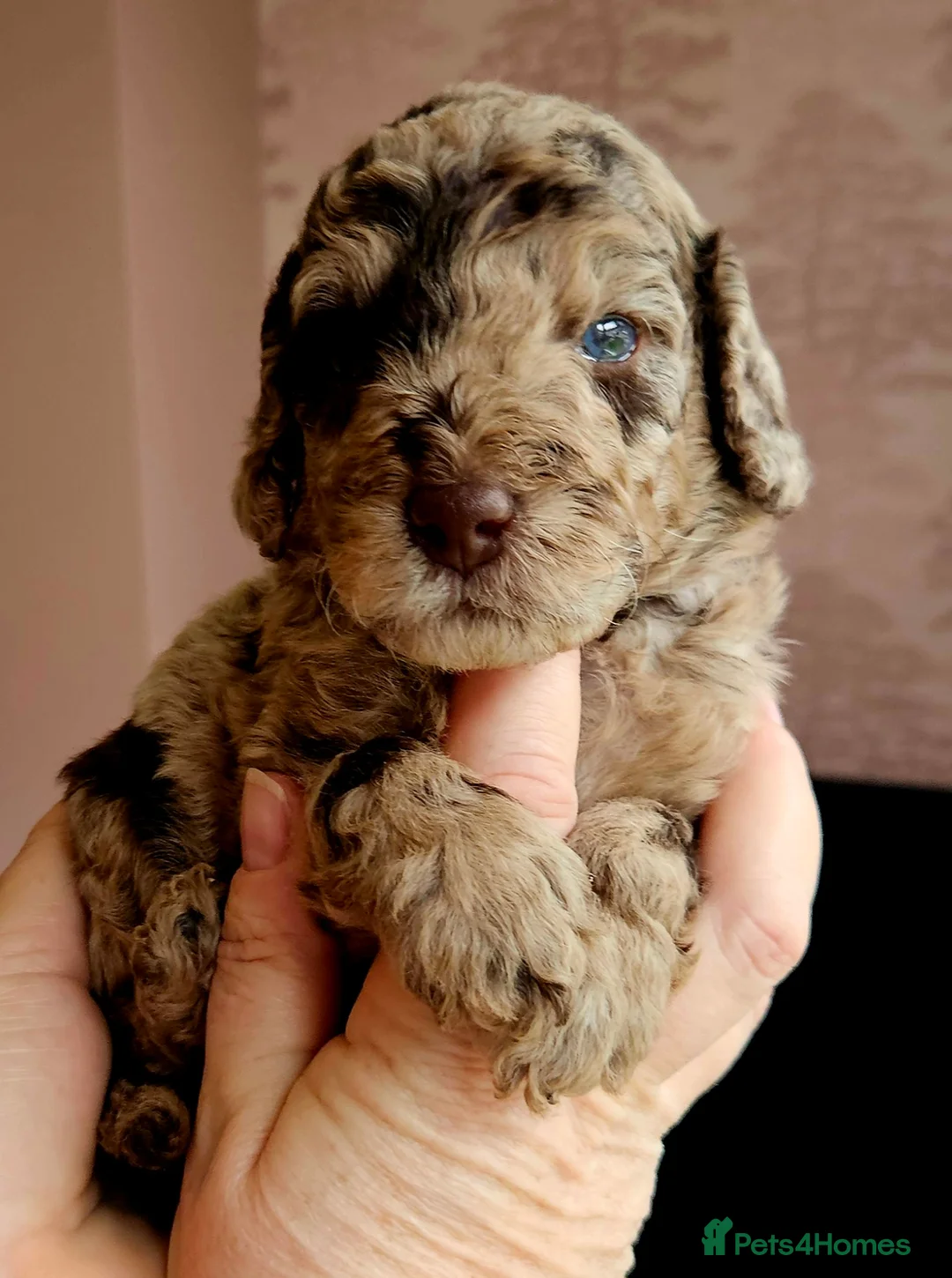 Cockapoo dogs for sale: Chocolate Merle Boy - Advert 14