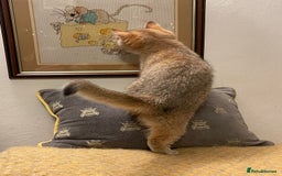 British Shorthair cats for sale: Ready This Weekend Golden Female Kitten  - Advert 7