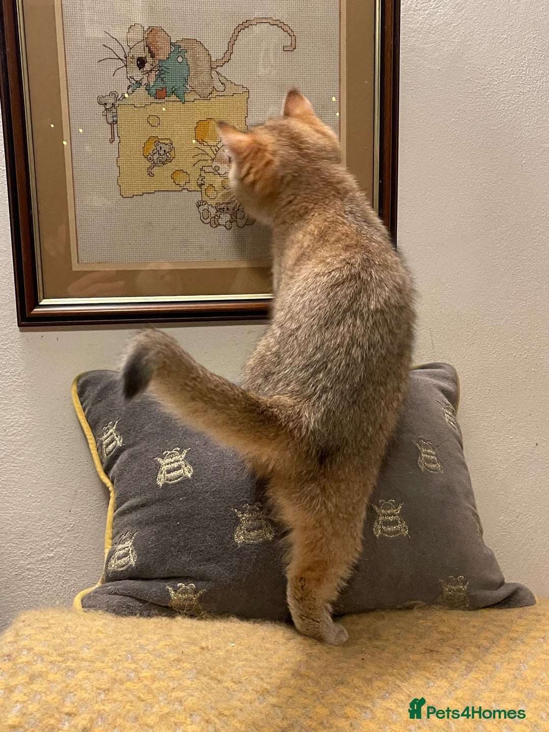 British Shorthair cats for sale: Ready This Weekend Golden Female Kitten  - Advert 7