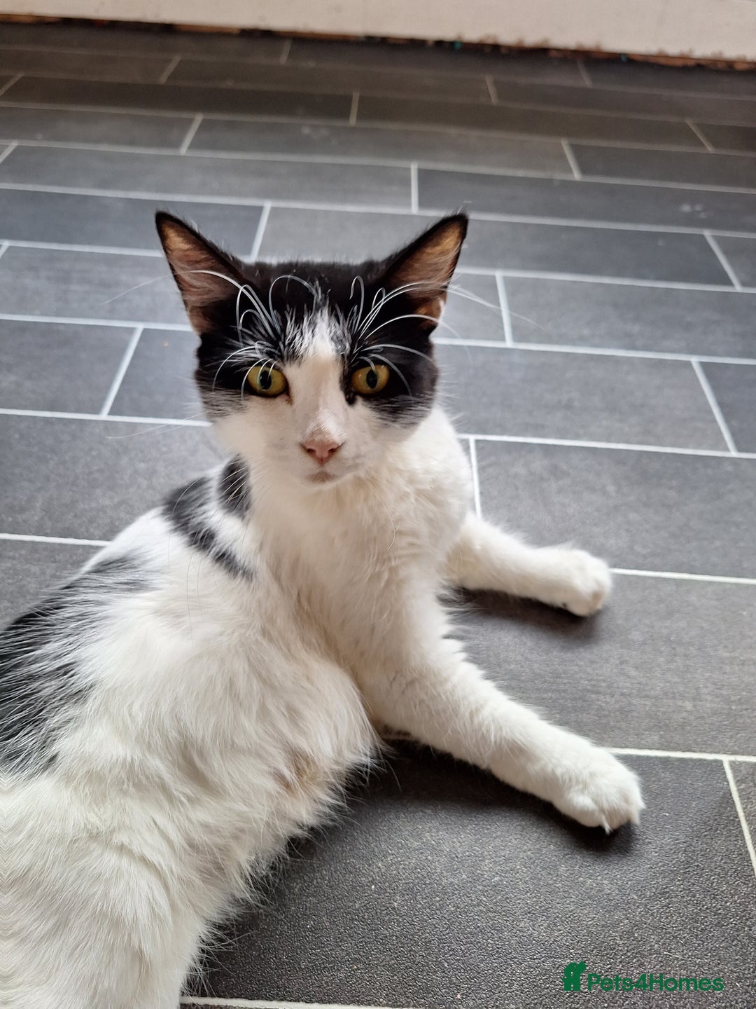 Mixed Breed cats for sale: 7 kittens ready for their forever home - Image 2