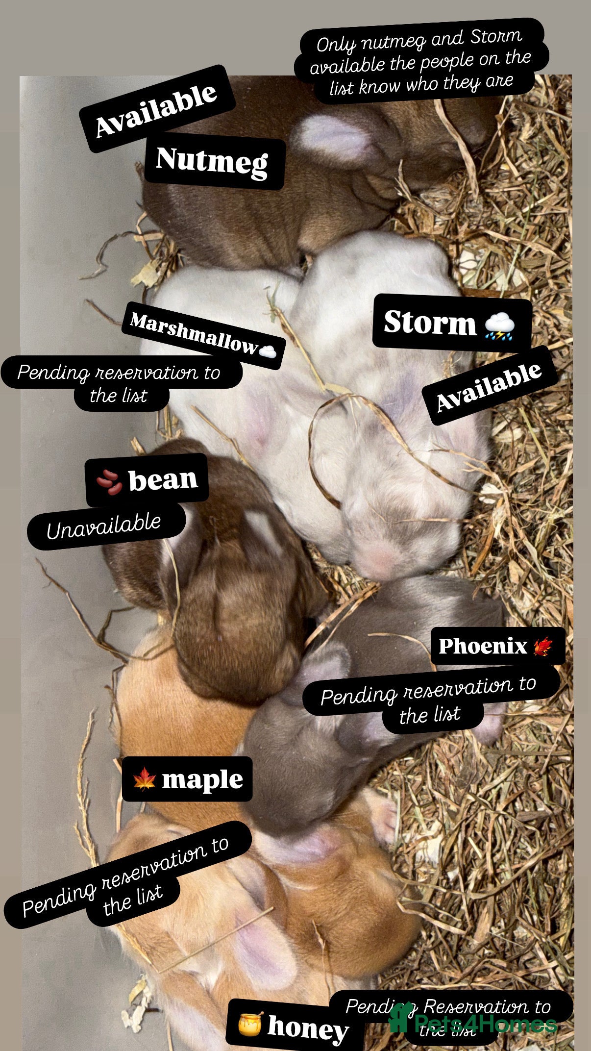 Mini Lop rabbits Gorgeous Mini Lops  - Advert 10