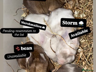 Mini Lop rabbits Gorgeous Mini Lops - Advert 10