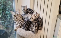 British Shorthair cats for sale: Beautiful registered British Shorthaired Kittens - Image 13