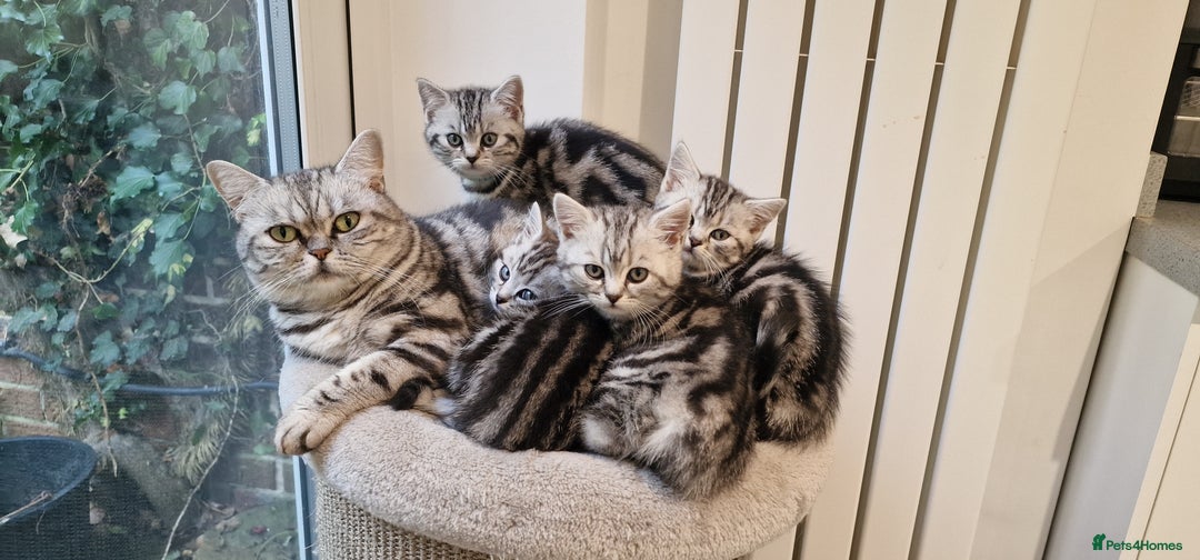 British Shorthair cats for sale: Beautiful registered British Shorthaired Kittens - Image 13