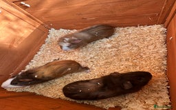 Guinea Pig rodents for sale: Trio Male Guineapigs- Brothers  - Image 2
