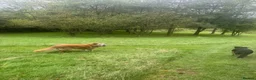 Mixed Breed dogs for adoption: ROSIE 11 yrs large gentle, kind, calm, so friendly in Llanybydder - Advert 8