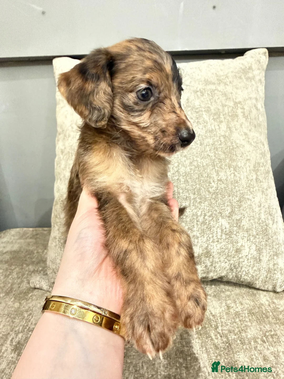 Mixed Breed dogs for sale: F1 Toy poodle / whippet  - Advert 7