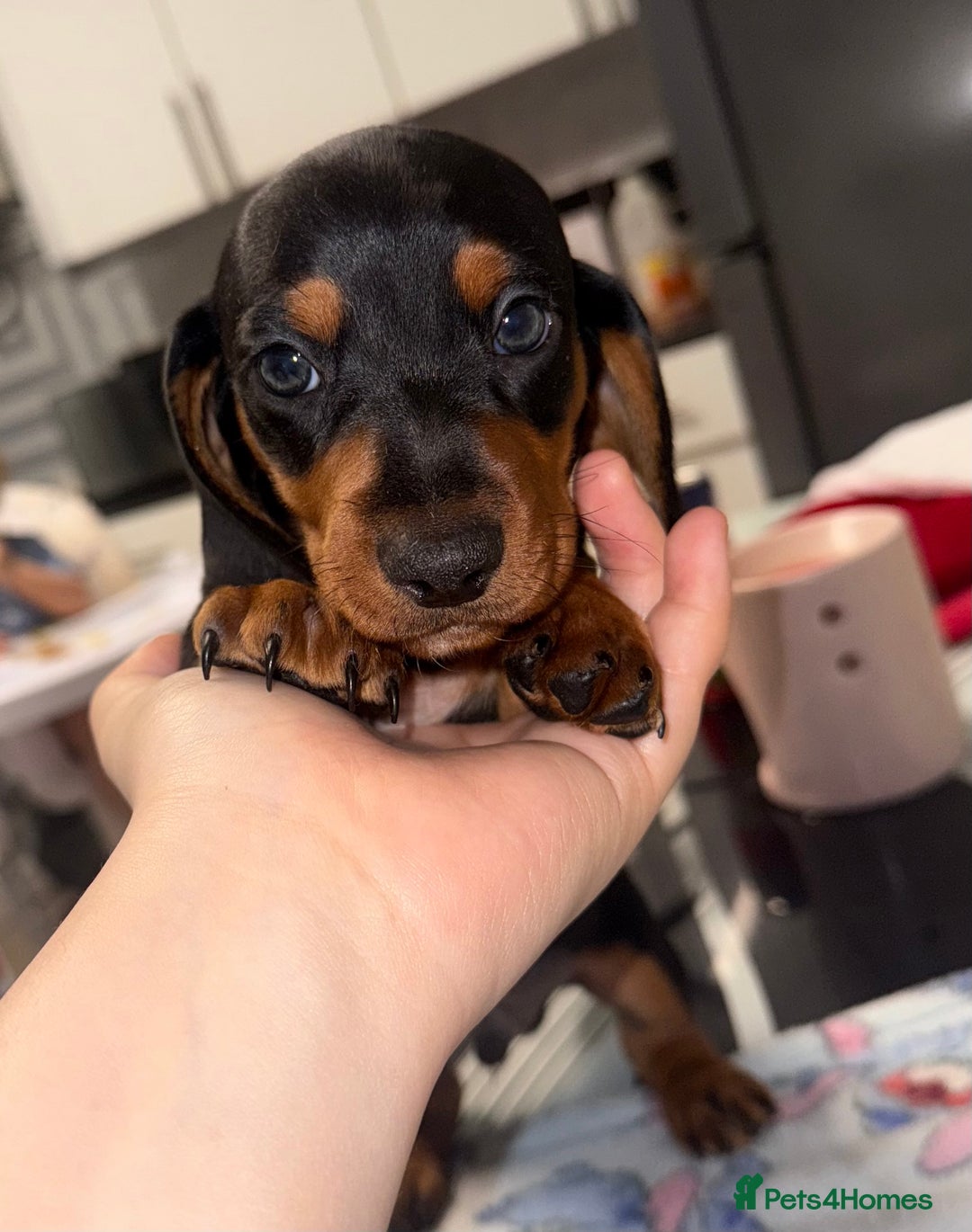 Dachshund dogs for sale: Dachshund pups - Advert 1