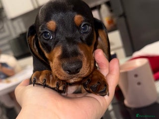 Dachshund dogs Dachshund pups - Advert 1