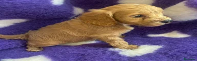 Cockapoo 2