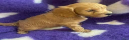 Cockapoo dogs for sale: Beautiful cockapoo puppies  - Advert 6