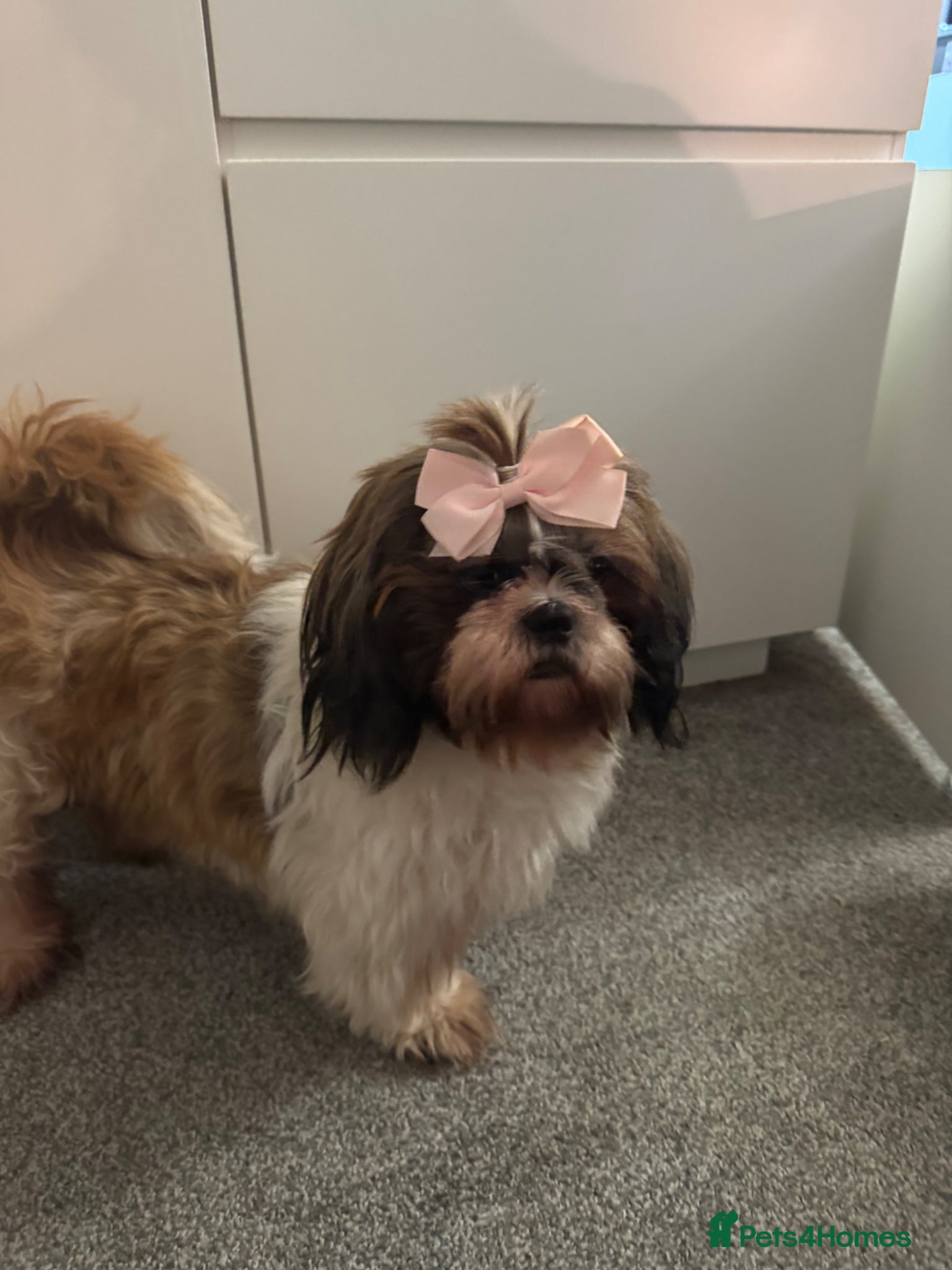 Shih Tzu dogs 4 shih Tzu boy looking new home  - Advert 19