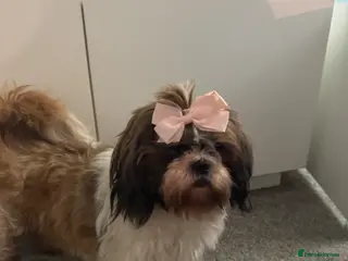 Shih Tzu dogs 4 shih Tzu boy looking new home - Advert 19