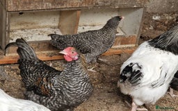 Chickens poultry for sale: 5 Chickens Sussex & bantys  - Image 4