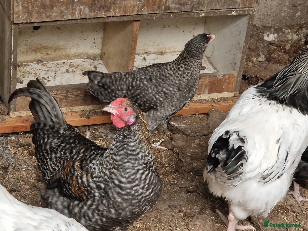 Chickens poultry for sale: 5 Chickens Sussex & bantys  - Image 4