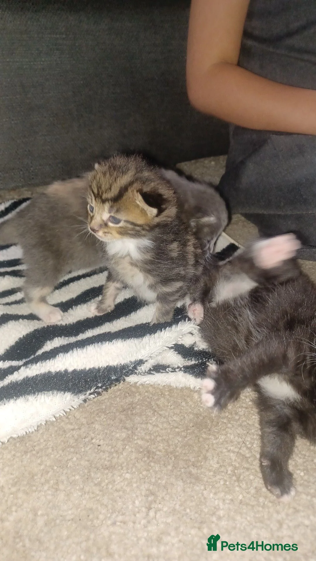 Maine Coon cats for sale: Maincoons  - Advert 2