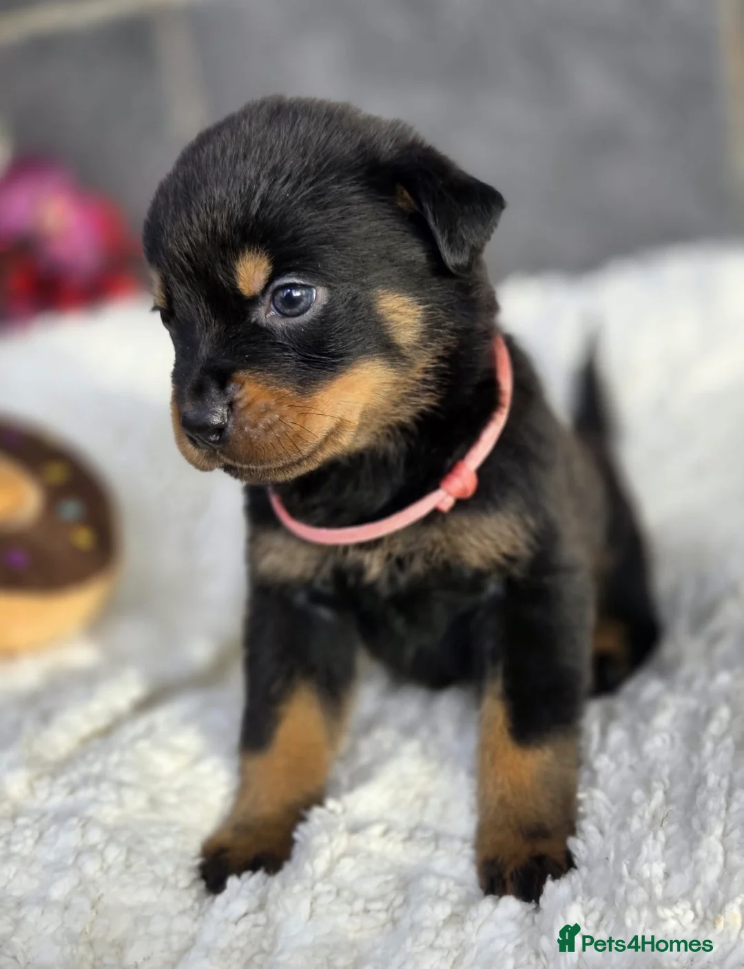 Rottweiler dogs for sale: Stunning Rottweiler pups - Advert 29