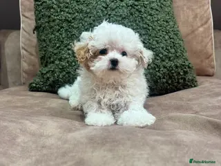 Mixed Breed dogs DonnaJays something special Cavashihpoo 🌟🌟🌟🌟🌟 - Advert 4