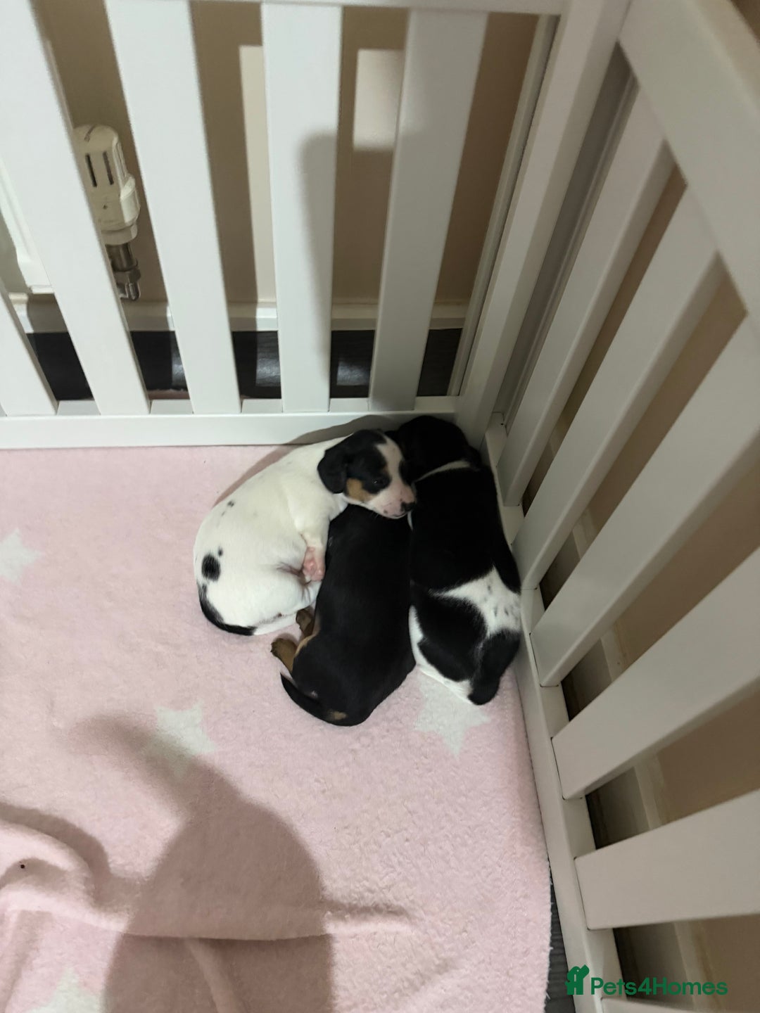 Jack Russell dogs for sale: 2 Jack Russell Puppies  - Advert 5
