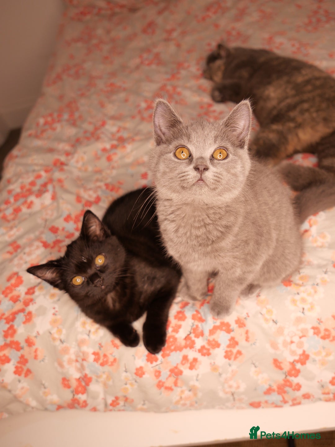 British Shorthair cats for sale: GCCF Registered British Shorthair Kittens -Cardiff - Advert 20