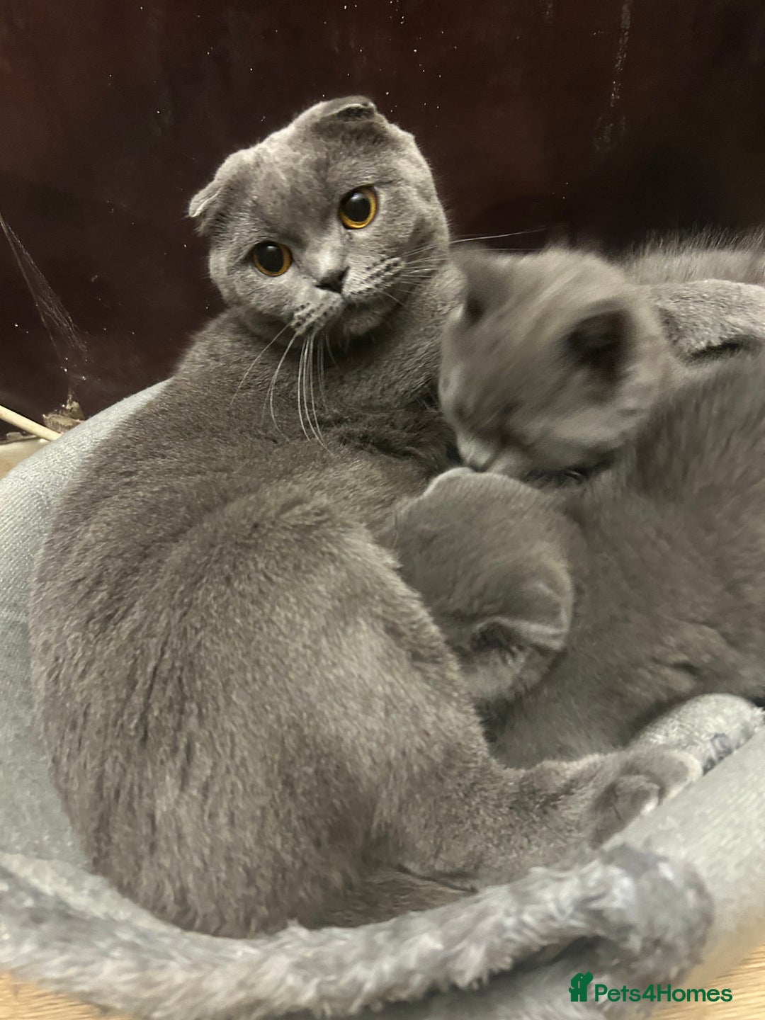 Scottish Fold cats for sale: Scottish fold - Advert 1
