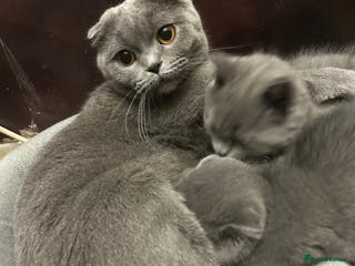 Scottish Fold cats Scottish fold - Advert 9