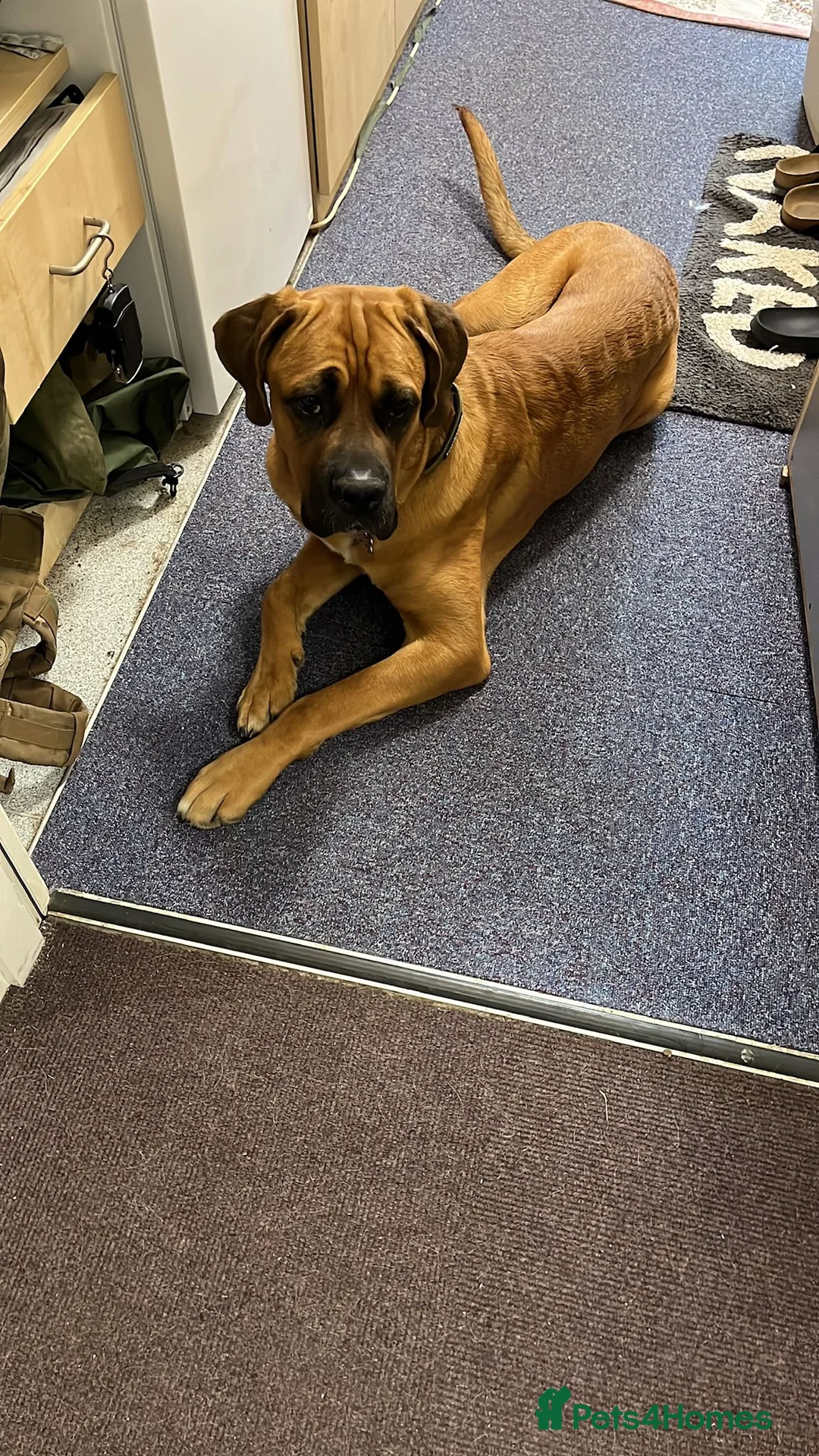 Mixed Breed dogs for sale: Bullmastiff x Rotweiller  - Advert 2