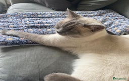 British Shorthair cats for sale: Vinnie and Tilly - Image 4