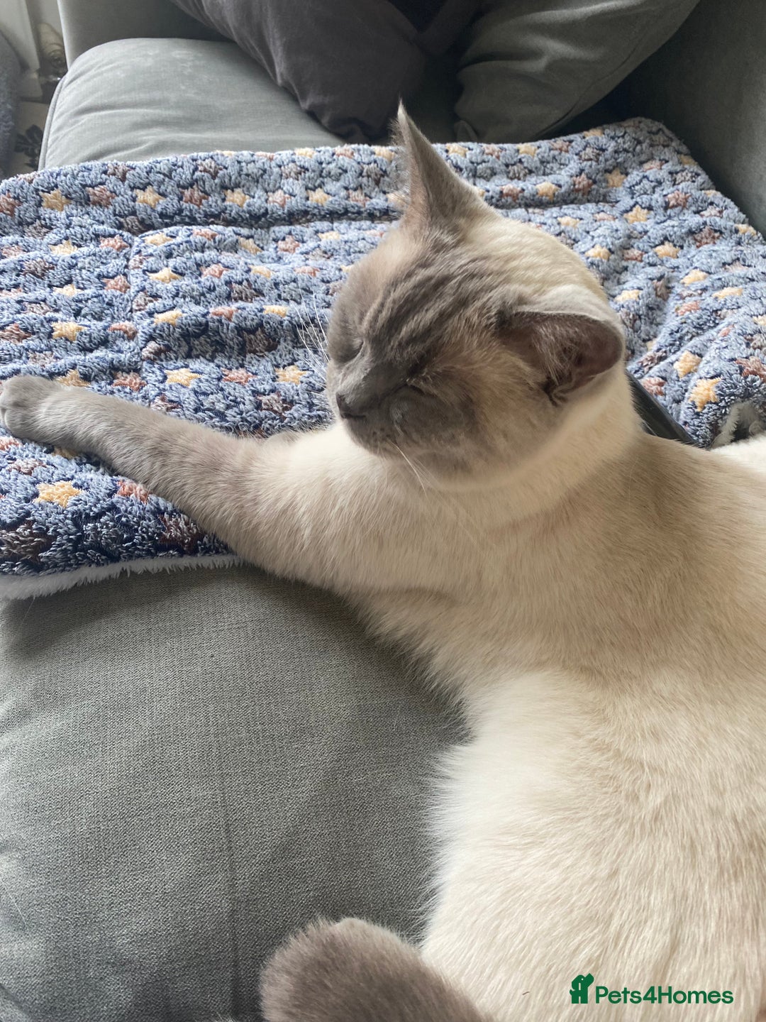British Shorthair cats for sale: Vinnie and Tilly - Image 4