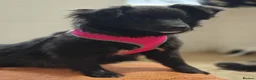 Mixed Breed dogs for adoption: ❤️🐶 YUKI & FIFI – TWO HEARTS, ONE LITTLE TEAM in Burton-on-Trent - Advert 31