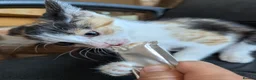 Mixed Breed cats for sale:  kitten £20 in Craven Arms - Advert 4