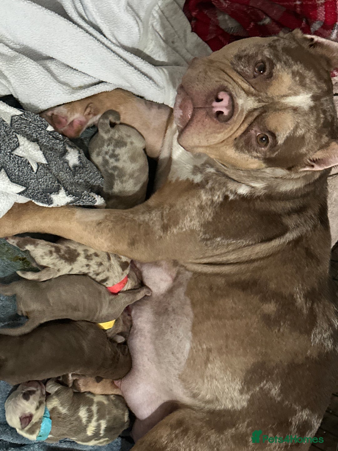 American Bully dogs for sale: 4 pocket bully’s  - Advert 1