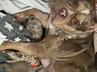 American Bully dogs 4 pocket bully’s - Advert 11