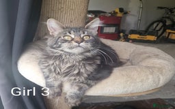 Maine Coon cats for sale: 6 month Mianecoon kitten for sale  - Image 6