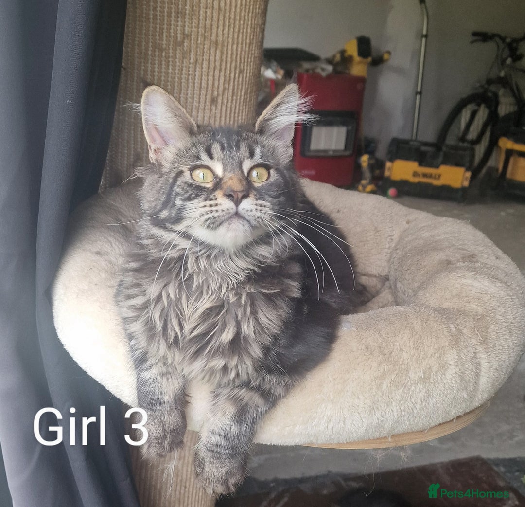 Maine Coon cats for sale: 6 month Mianecoon kitten for sale  - Image 6