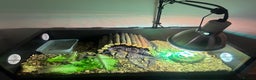 Tortoise reptiles for sale: Russian Tortoise  - Advert 2