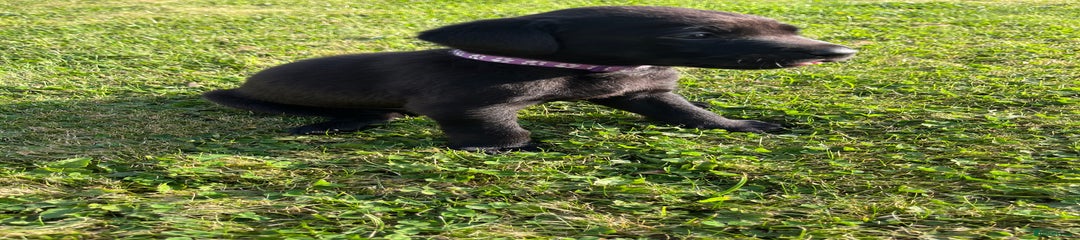 Labrador Retriever Puppy 2