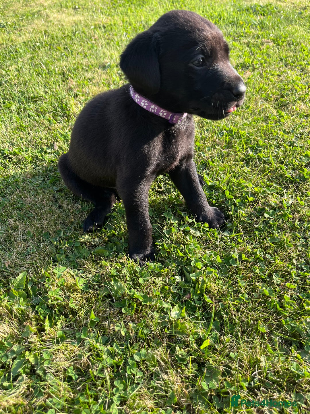 Labrador Retriever dogs for sale: KC Registered Black Labrador Puppies - Image 23