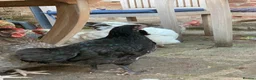 Chickens poultry for sale: 🐥 CHICKS & YOUNG CHICKENS AVAILABLE 🐔 - Advert 2