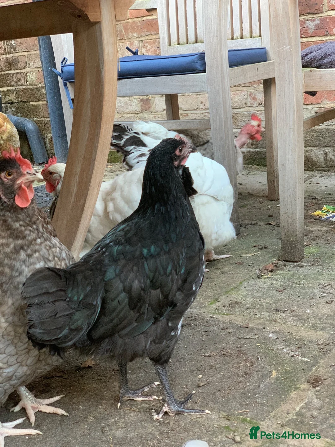 Chickens poultry for sale: 🐥 CHICKS & YOUNG CHICKENS AVAILABLE 🐔 - Advert 2