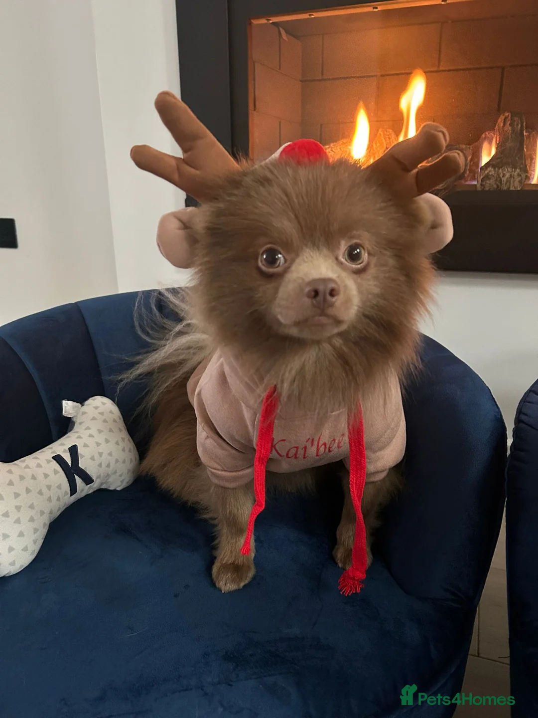 Pomeranian dogs for stud: Kai Kai lilac boy 💜  ( STUD ONLY ) (PROVEN)  in Liverpool - Advert 13