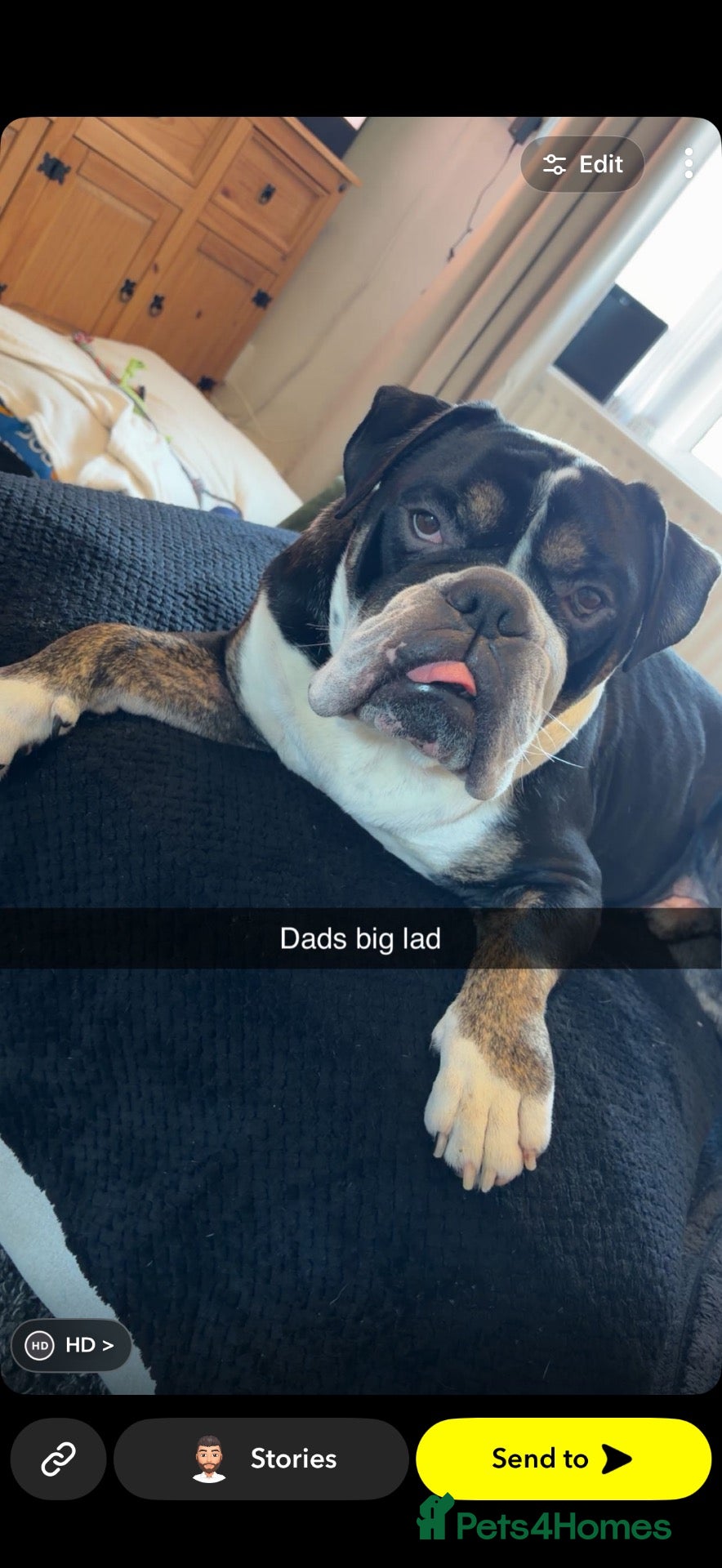 English Bulldog dogs English bulldog  - Advert 5
