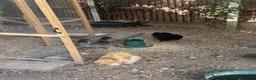 Chickens poultry for sale: 5 silkie chickens free to loving home  in Colchester - Advert 2